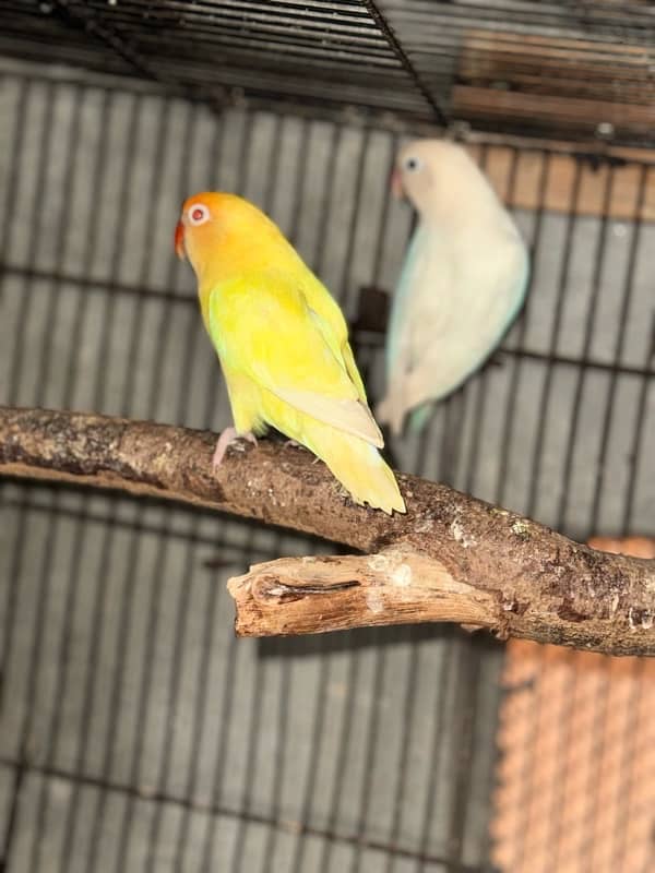 Creamino albino lovebird confam breedar 1