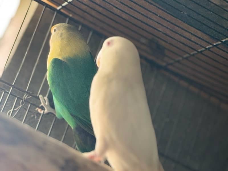 Creamino albino lovebird confam breedar 2