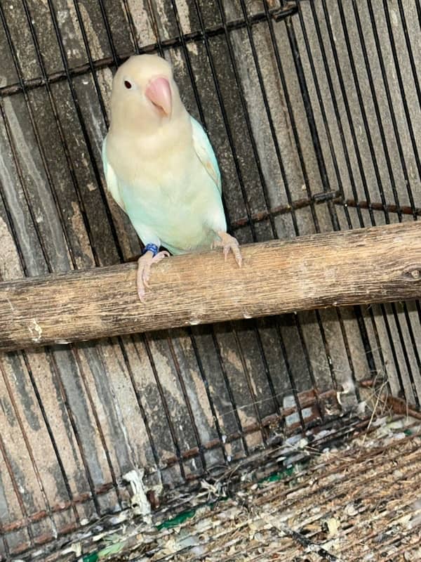 Creamino albino lovebird confam breedar 4