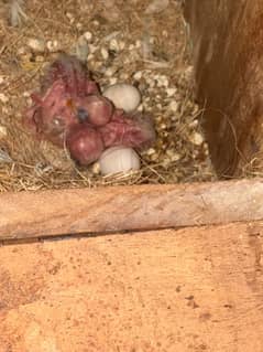 Creamino albino lovebird confam breedar