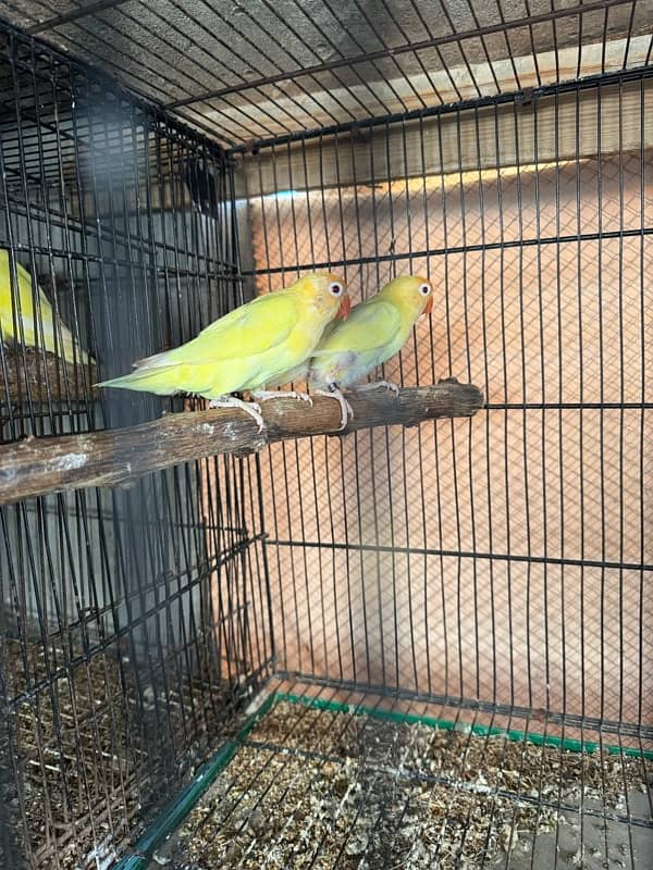 Creamino albino lovebird confam breedar 6