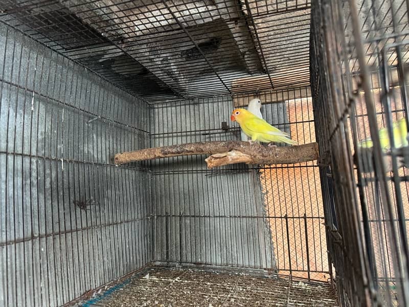 Creamino albino lovebird confam breedar 7