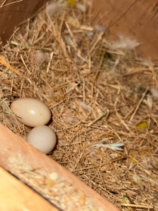 Creamino albino lovebird confam breedar 3