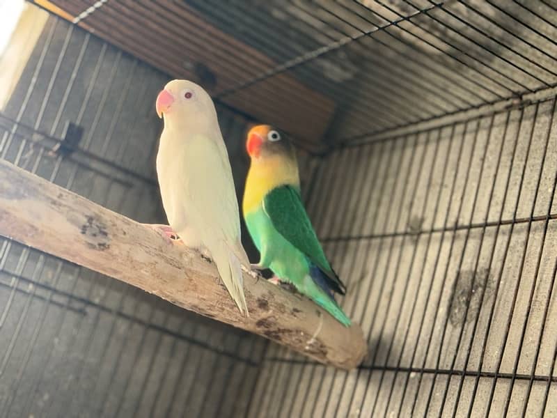 Creamino albino lovebird confam breedar 8