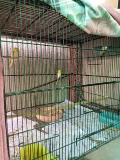 Breeder cage of big parrots for sale size: 2.5 feet by 2.5 feet