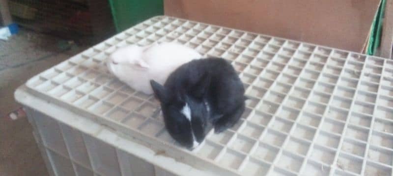 baby rabbits 1