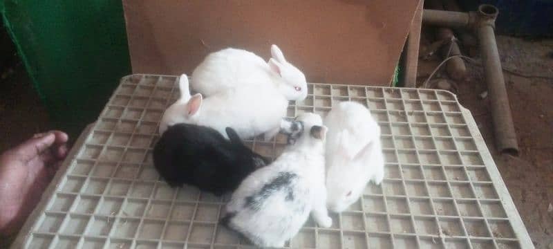 baby rabbits 2