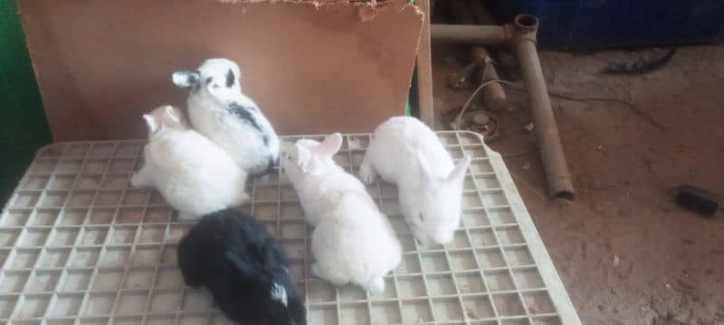 baby rabbits 3