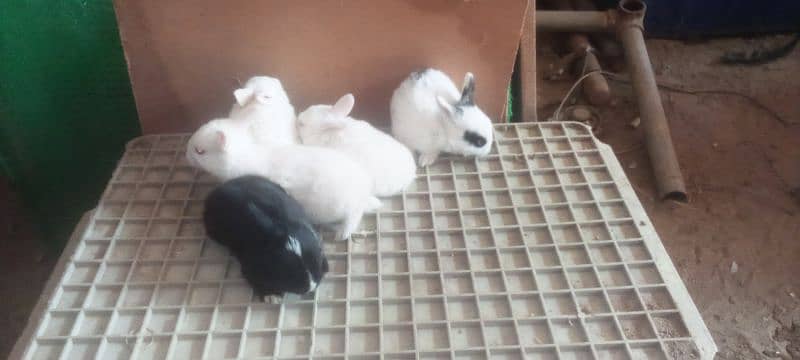 baby rabbits 4