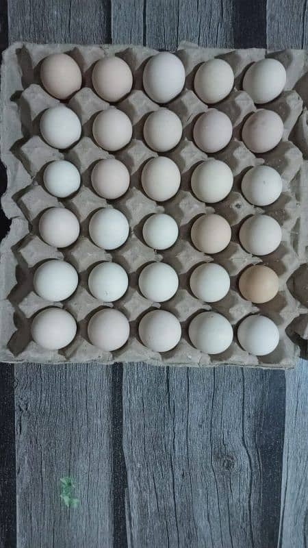 Austrolop A Quality Fertile Eggs 3