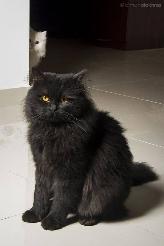 Persian Black yellow eyes male 0