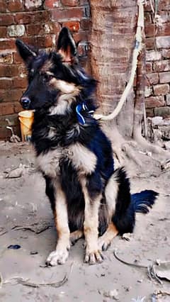 German shepherd