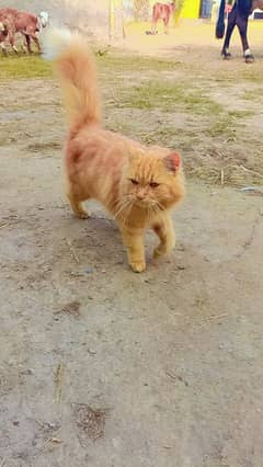 Persian cat for Sell