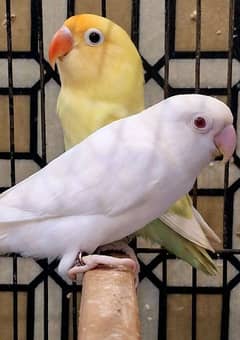 Love Bird confirm Breeder pair/Albino/Par blue pasteino