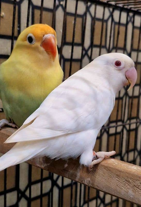 Love Bird confirm Breeder pair/Albino/Par blue pasteino 1