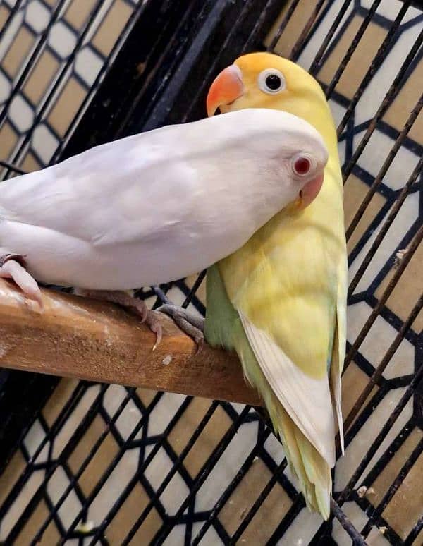 Love Bird confirm Breeder pair/Albino/Par blue pasteino 2