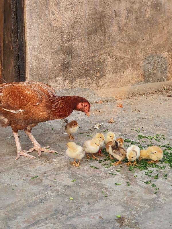 Shamo Cross Sindhi Aseel CHICKs 2