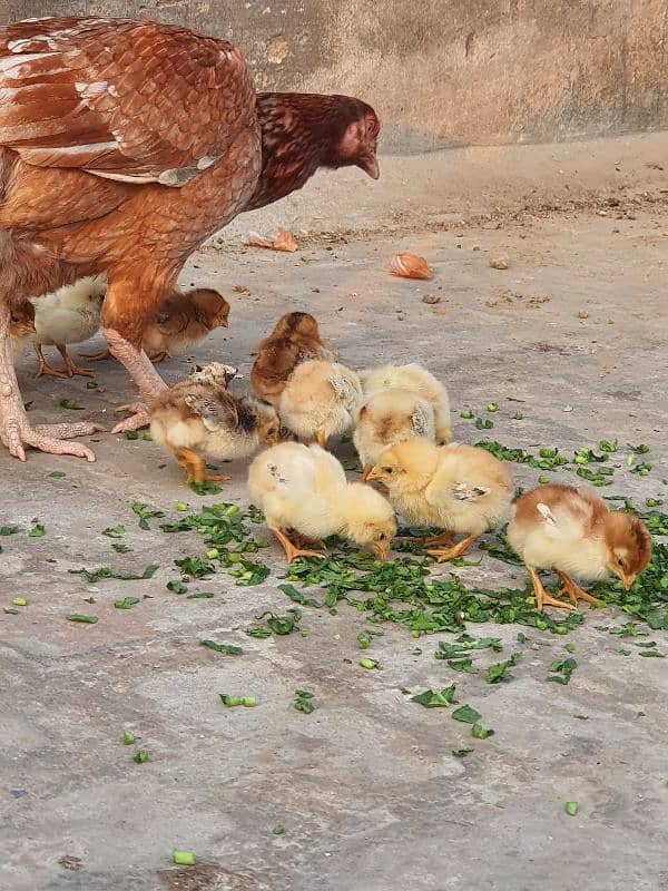 Shamo Cross Sindhi Aseel CHICKs 3