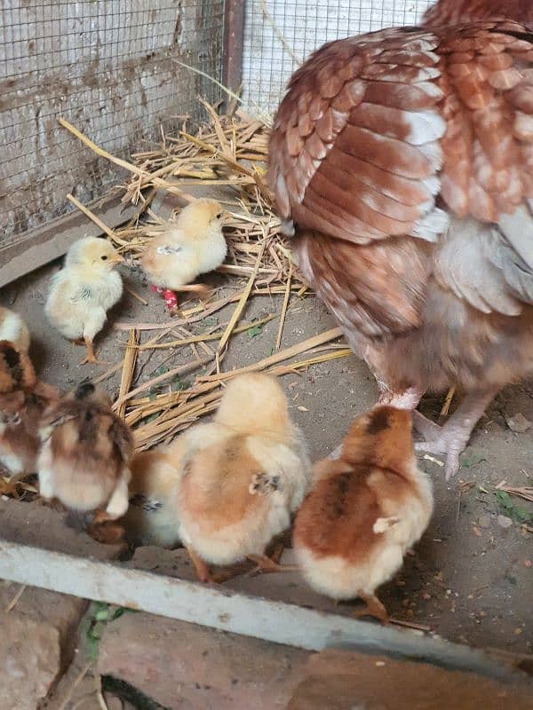 Shamo Cross Sindhi Aseel CHICKs 7