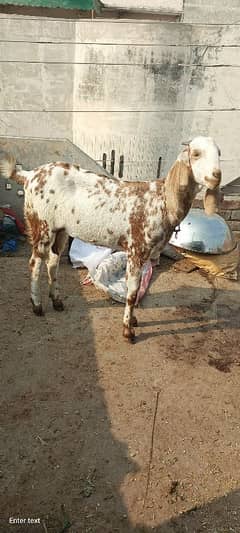 gaban bakri=03054007871