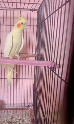 female red eye common white cocktail for sale