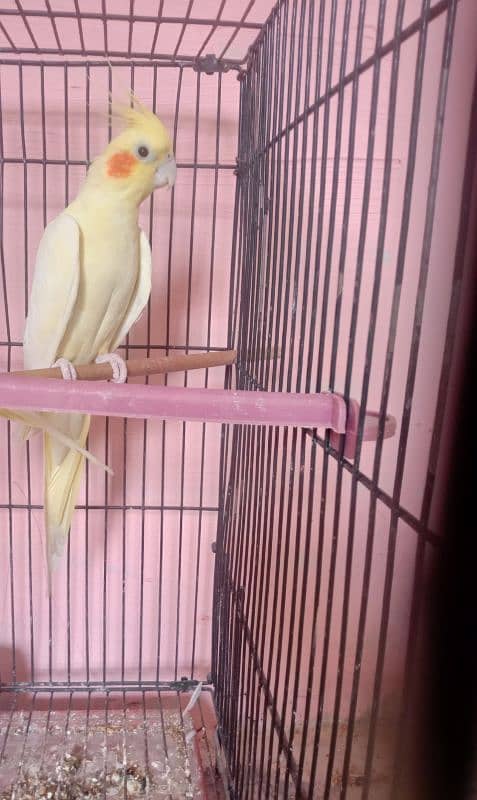 female red eye common white cocktail for sale 2