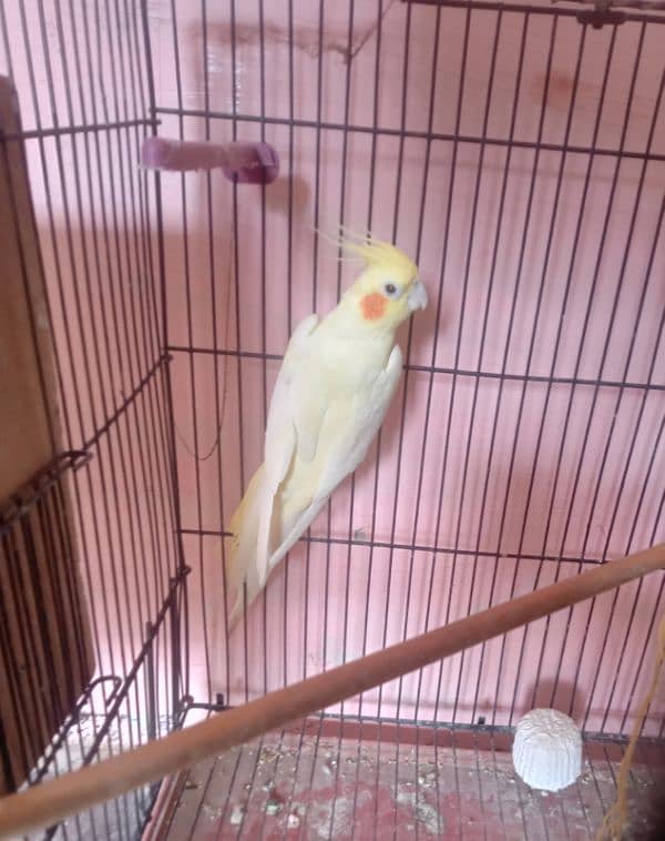 female red eye common white cocktail for sale 3