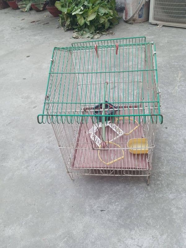 birds cage 1