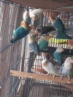 lovebird pathy healthy