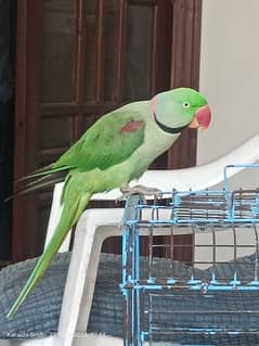 Kashmiri Alexander parrot