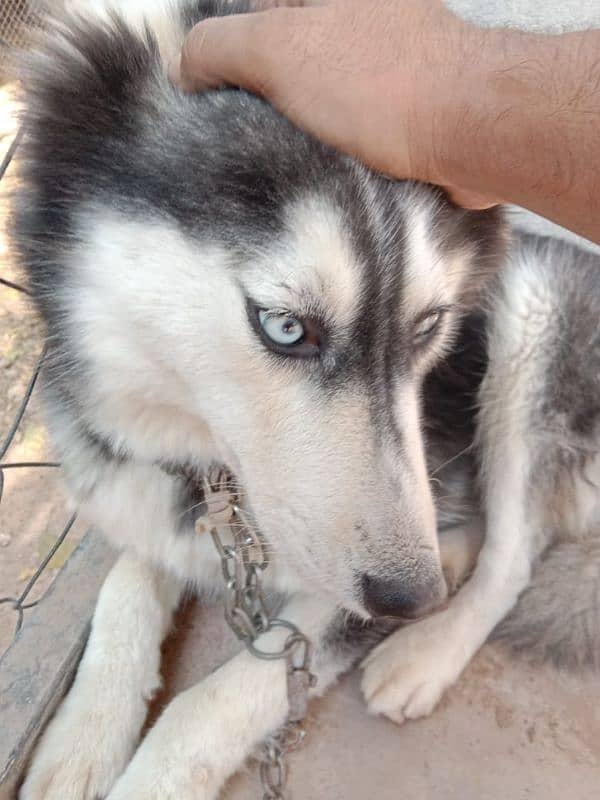 german pup 4 months and husky female 11 months 2