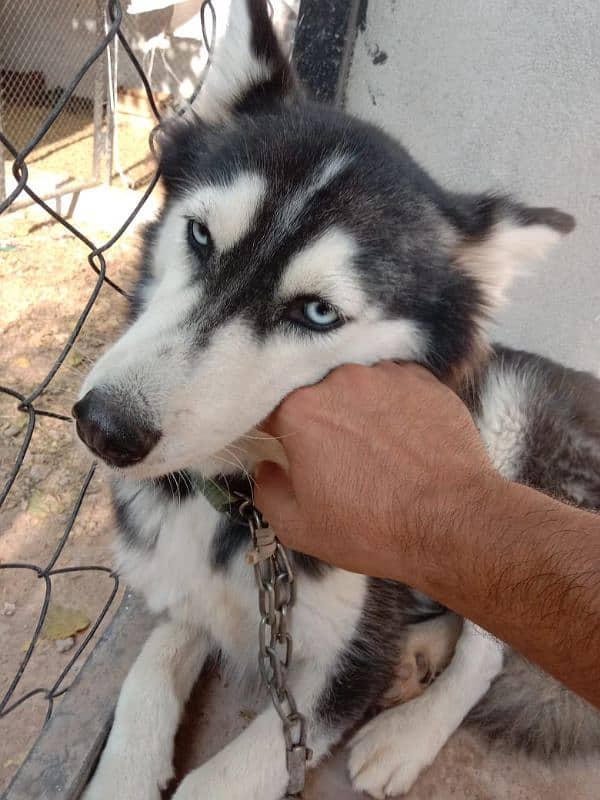 german pup 4 months and husky female 11 months 3