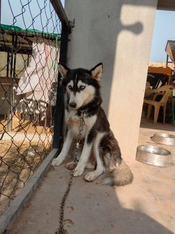 german pup 4 months and husky female 11 months 4