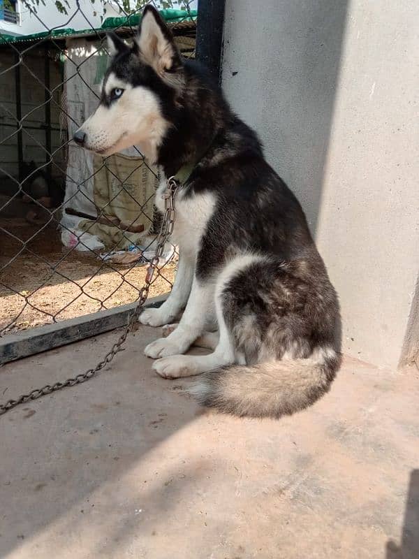 german pup 4 months and husky female 11 months 5