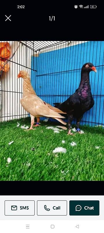 American Danish Breeder Pair 0