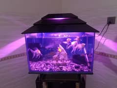 Fish Aquarium complete setup