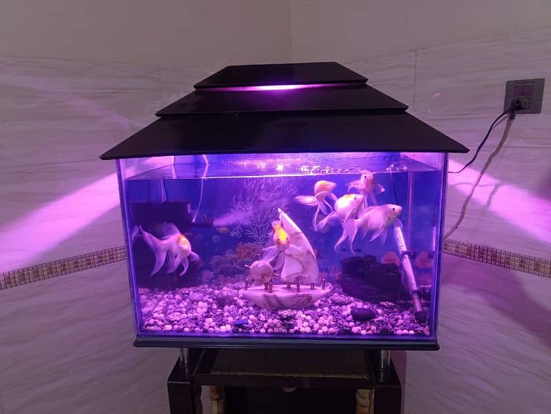 Fish Aquarium complete setup 0