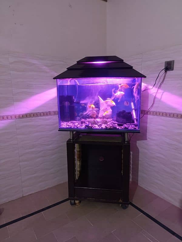 Fish Aquarium complete setup 1