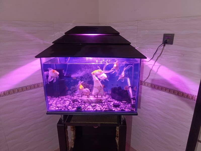 Fish Aquarium complete setup 4