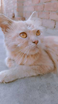 persian Male cat