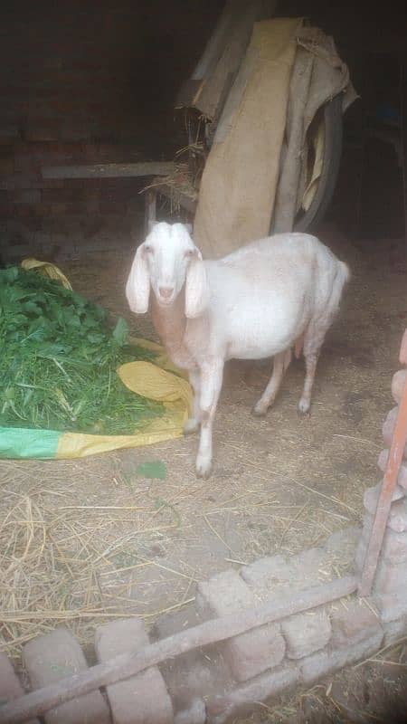 ghabban bakri for sale 0