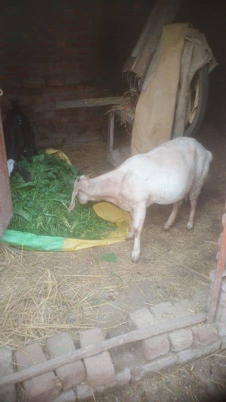 ghabban bakri for sale 1