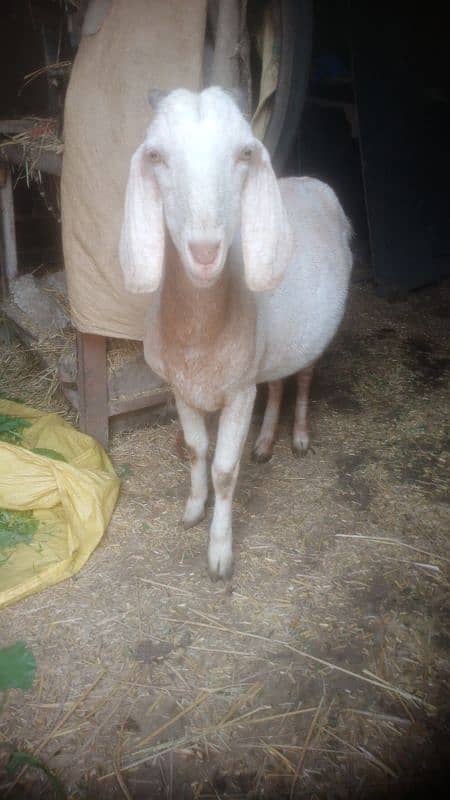 ghabban bakri for sale 2