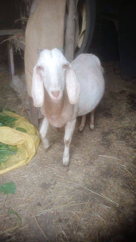 ghabban bakri for sale 3