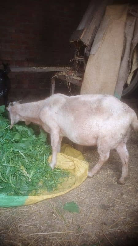 ghabban bakri for sale 4