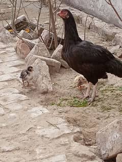 Chick's and Female for sale