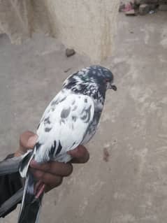 breeder male pigeon for sale / exchange possible