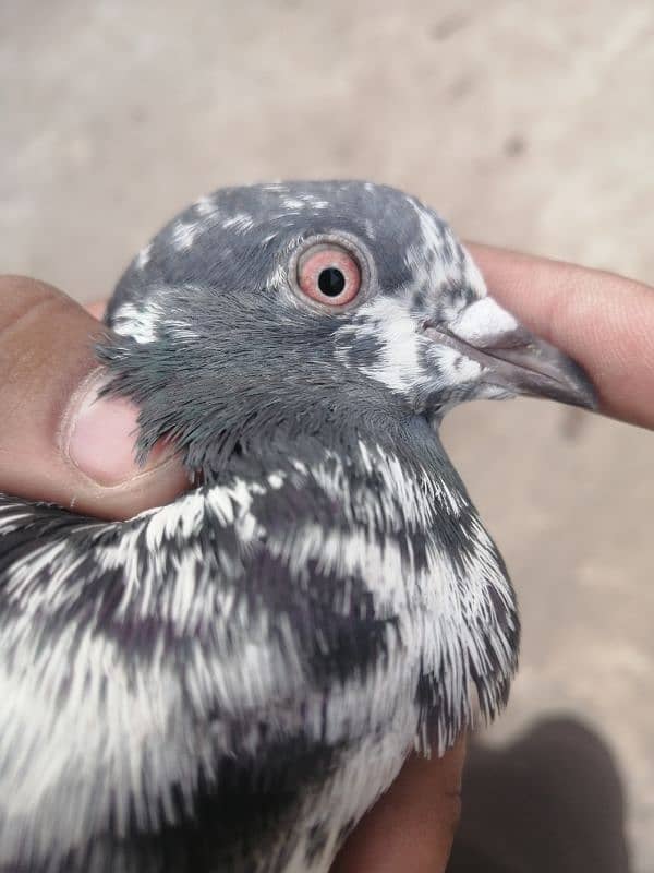 breeder male pigeon for sale / exchange possible 1