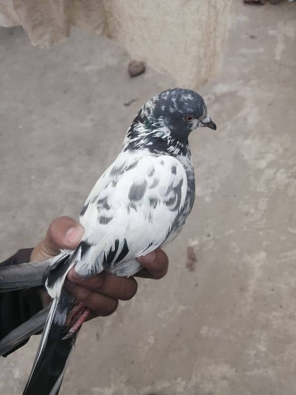 breeder male pigeon for sale / exchange possible 2