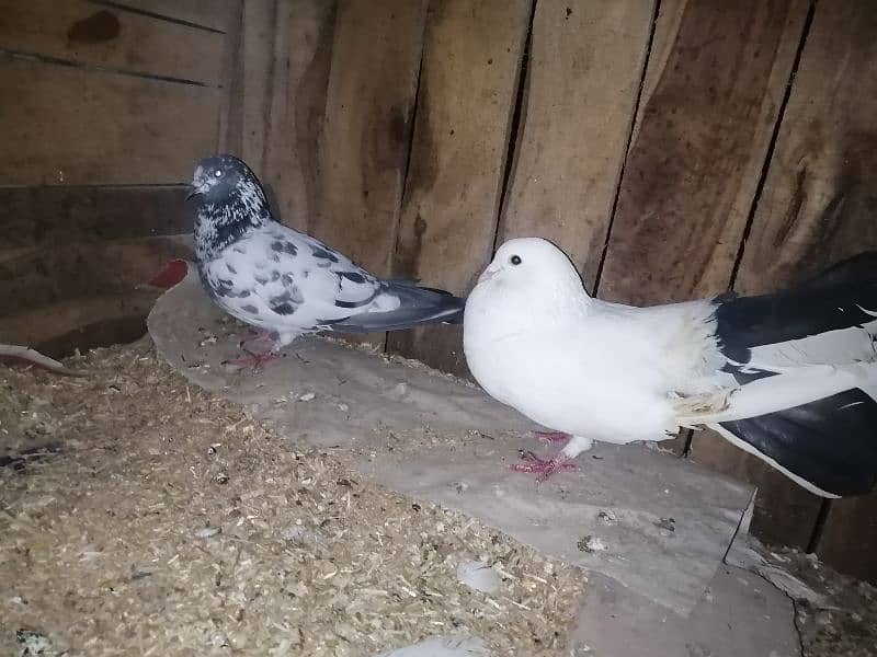 breeder male pigeon for sale / exchange possible 3